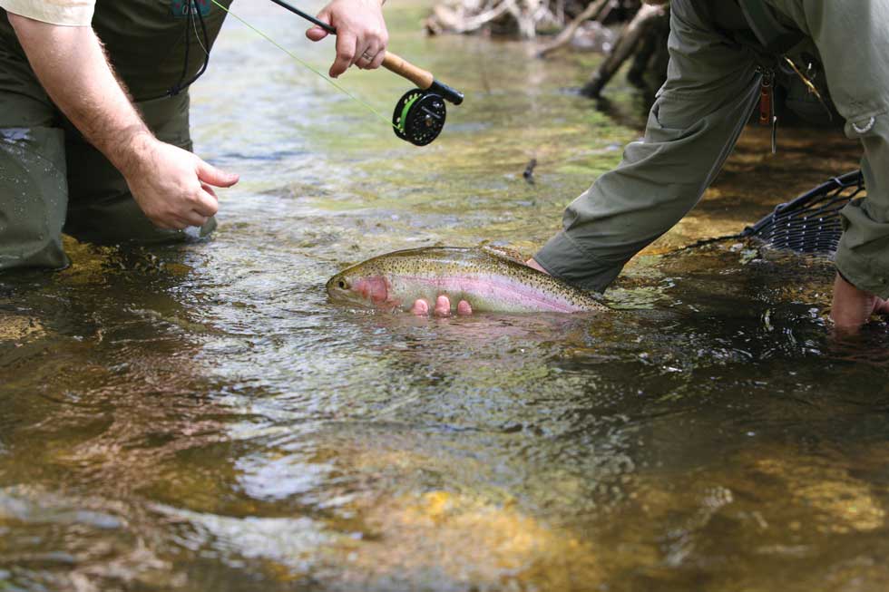 Wild Rainbow Trout fill the Henry's Fork only feet from the lodge.