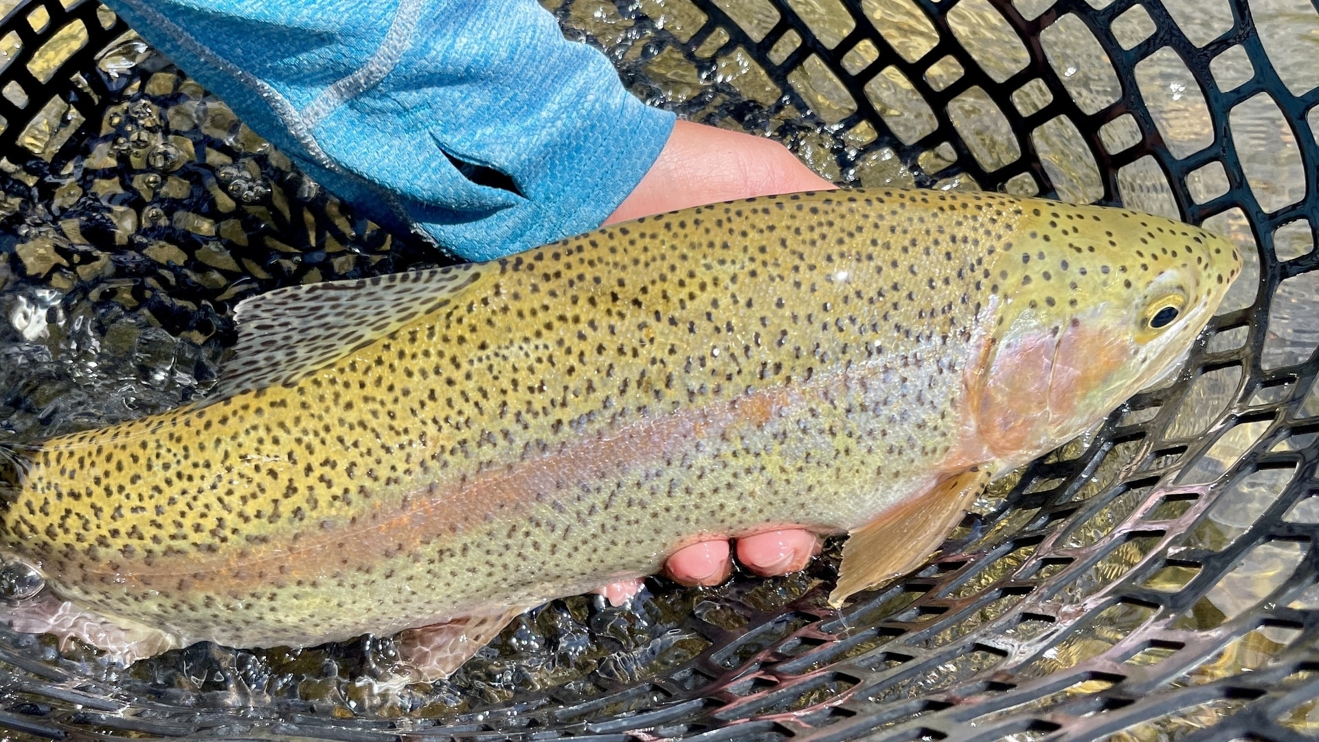 Idaho flyfishing henrys fork river anglers lodge